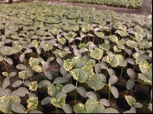 黄瓜幼苗药害症状