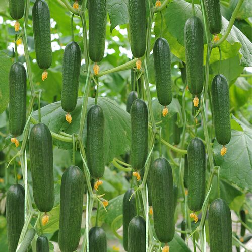 阳台秋季农家盆栽荷兰春夏季种籽黄瓜
