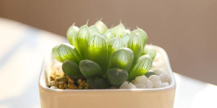 冰灯玉露和姬玉露的区别 养殖方法及注意事项