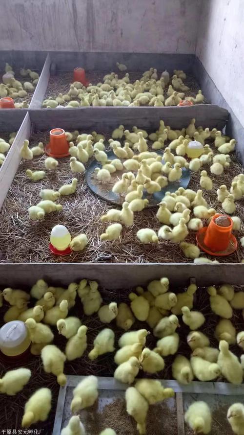 德州三花鹅苗孵化厂电话是多少