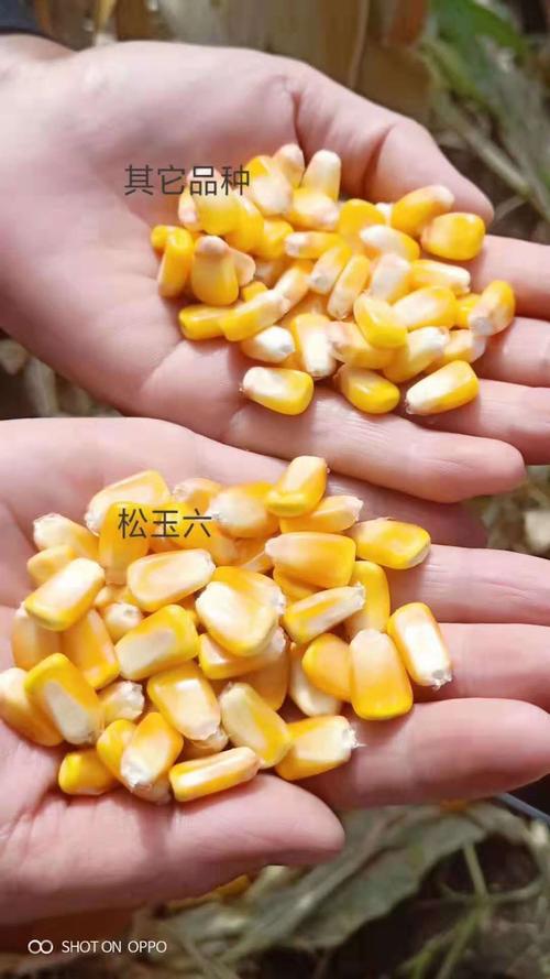 其它 "玉米霸主 "松玉6 写美篇 品种主要性状: 1,生育期 :出苗至成熟