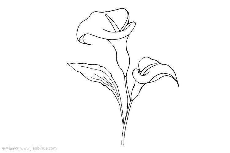 百合花简笔画图片教程