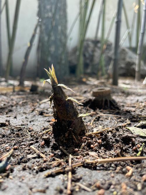 破土而出的竹笋摄于北京