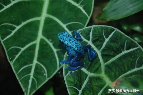 原创世界上最毒的10种动物——2020世界十大毒王