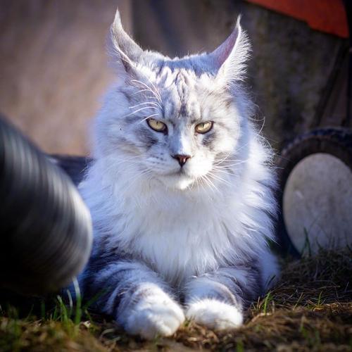 感觉是可盐可甜可憨的缅因大佬=.= // ins_king_qvist