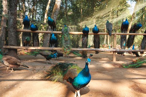 德宏芒市孔雀谷森林公园