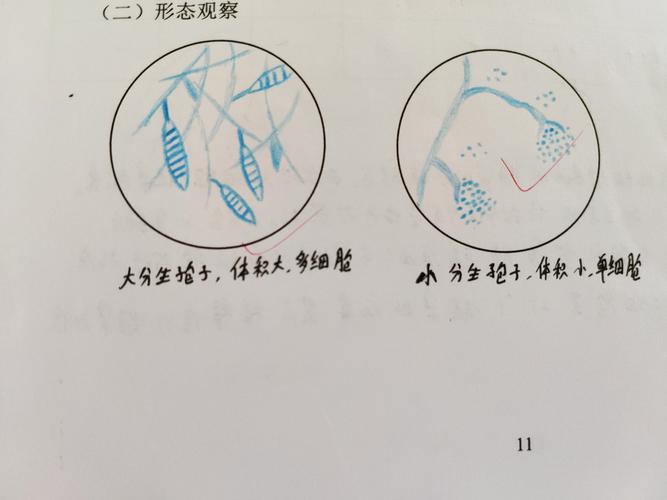 微生物红蓝铅笔手绘图