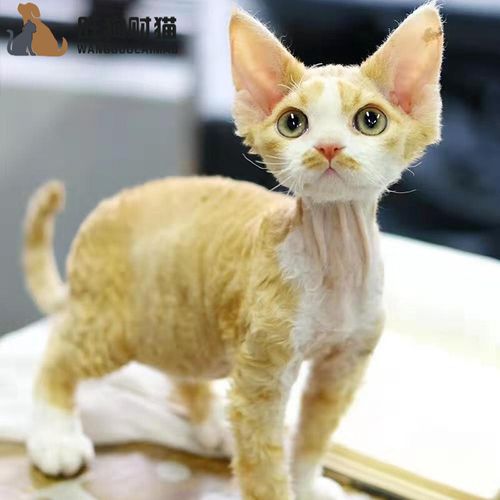 【30天保障】德文卷毛猫德文猫纯种宠物猫活体德文卷毛猫猫咪幼崽幼猫