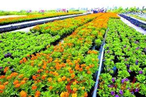 探秘亚运鲜花种植 一个基地400多花农全天候伺候