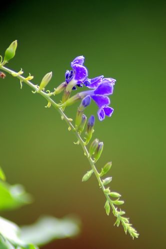小小紫花