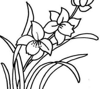 四君子兰花简笔画
