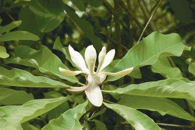 中药系列一百二十二:厚朴功效与作用