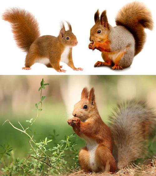 在绘画中,通过观察,表现松鼠耳朵,脑袋,身子,四肢,尾巴等不同部位的