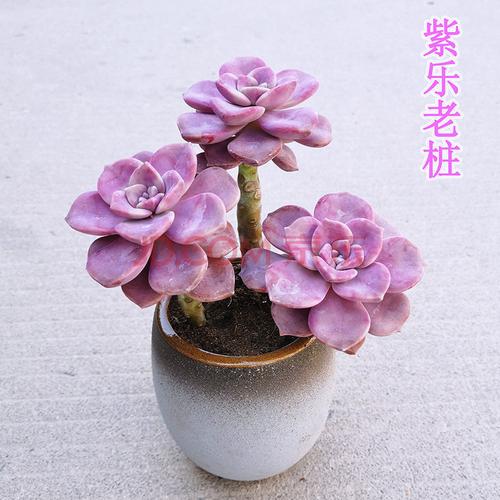【精选】多肉植物盆栽紫乐金钱木多肉大老桩室内绿植花卉好养花草 3棵