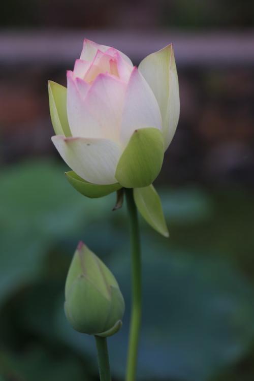 超高清8k手机壁纸图片