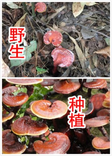 野生灵芝长什么样4招教你鉴别野生灵芝和种植灵芝