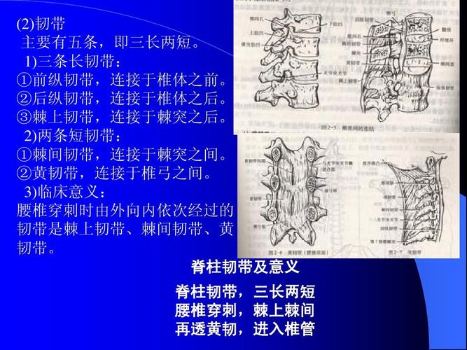 人体解剖全部ppt