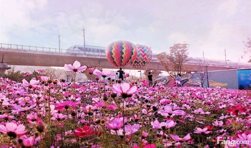 花了一个亿打造的花海公园