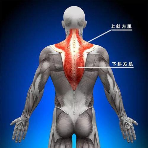 长时间坐着的人,这6个健身动作可缓解身体疼痛,减轻压力