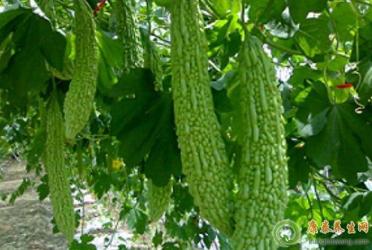 吃苦瓜有什么好处