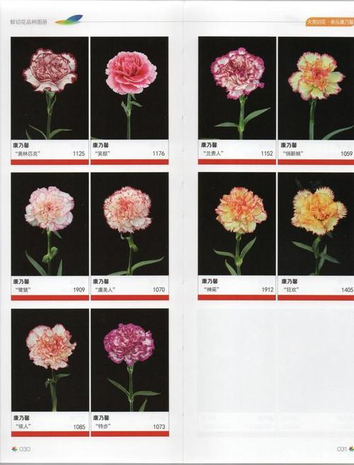 单头康乃馨鲜切花品种