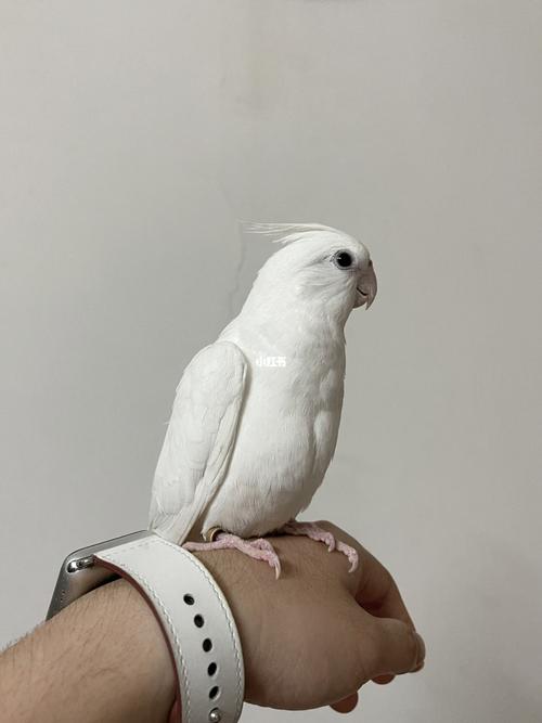 家里新成员 白子玄凤——-白折颜_上海攻略_宠物_萌宠