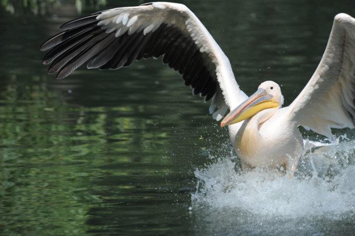 北京动物园的鸟类——再次看到鹈鹕飞