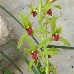 青杆青花蕙兰红舌 - 中国兰花交易网