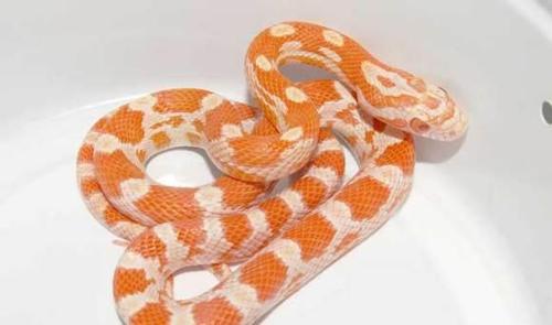 好性格与观赏性集为一体的玉米锦蛇