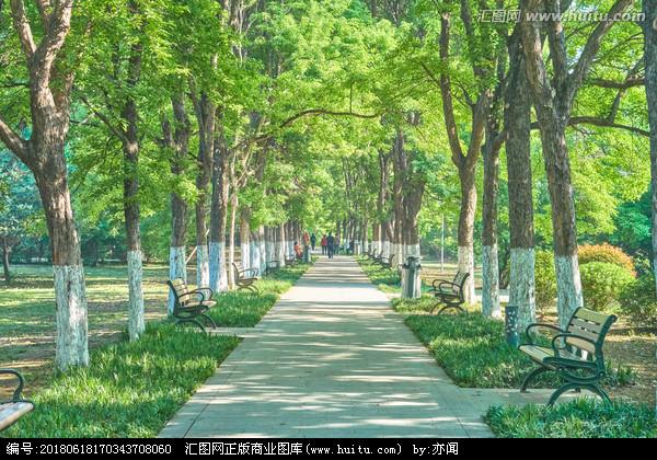 公园林荫道 高清大图