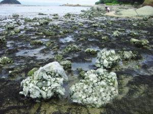 美国建筑师创意火了:用牡蛎净化河流