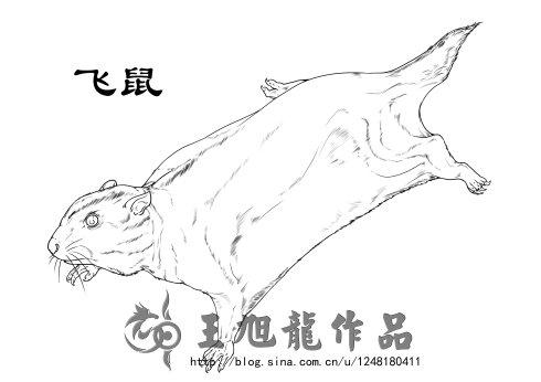 鼯鼠的简笔画