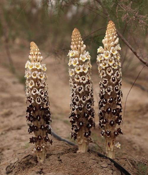 肉苁蓉抗衰老作用的科学研究证明,一起了解下!