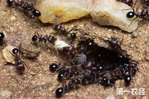 食人蚁真的会吃人吗?