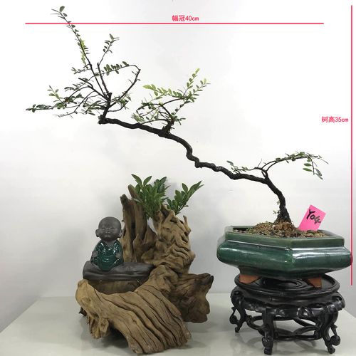 山格木名贵树种盆景, 四季常绿观花观果观叶植物盆景现场直拍