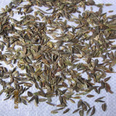 日光菊种子庭院阳台盆花卉菊花种子最美花仙子日光菊花种子