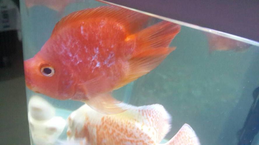 大家帮忙看看这条鹦鹉鱼怎么治疗,身上烂了,刚开始身上像白斑一样也没