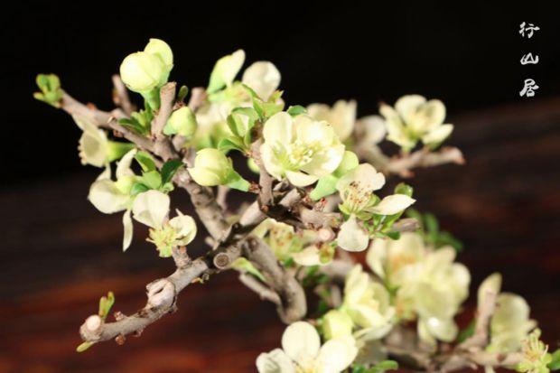 行山居 日本进口长寿梅盆栽 开花植物 室内植物微型盆景进口精品_7折