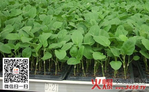 茄子嫁接育苗技术