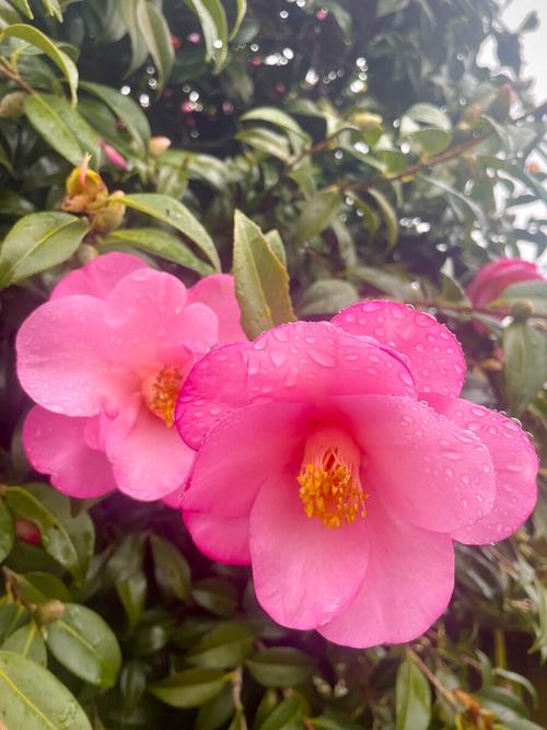 细雨中的娇美茶花