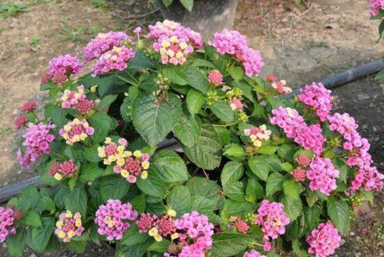 五色梅怎么养开花多,掌握几点,五色梅花开爆盆