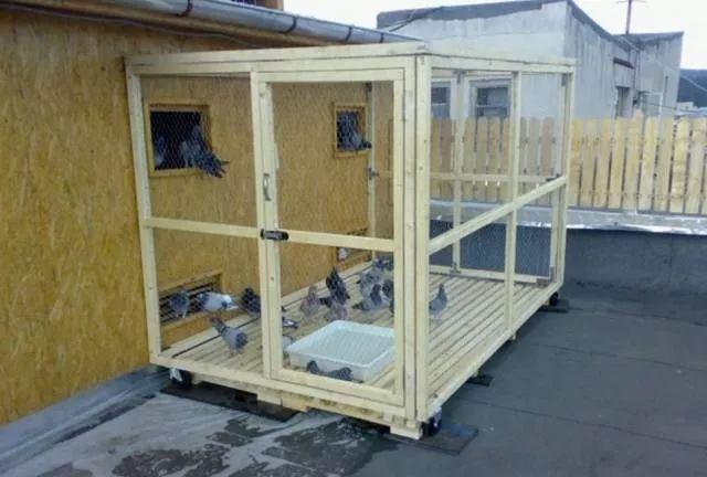 家庭楼顶建造鸽舍及饲养鸽子的实例