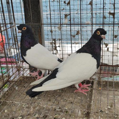 短嘴黑头鸽子金眼白鸽 两头红鸽子 毛脚两头乌鸽 墨环