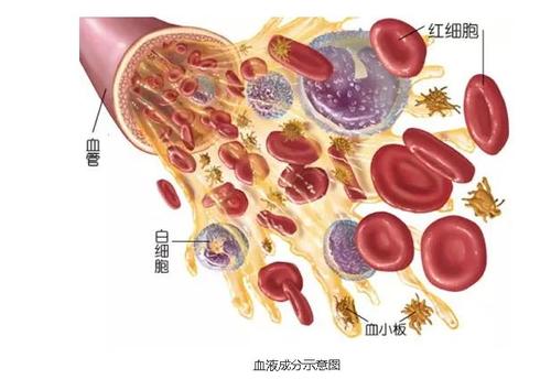 "机采血小板"两三事儿!