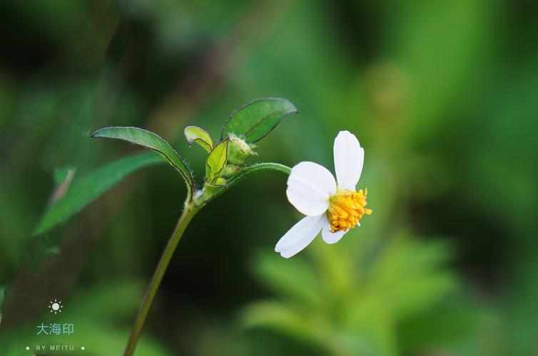 清欢自得小白花vv首发