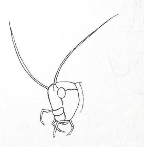 蝈蝈工笔画画法:分步骤讲解蝈蝈创作画法,喜欢工笔画