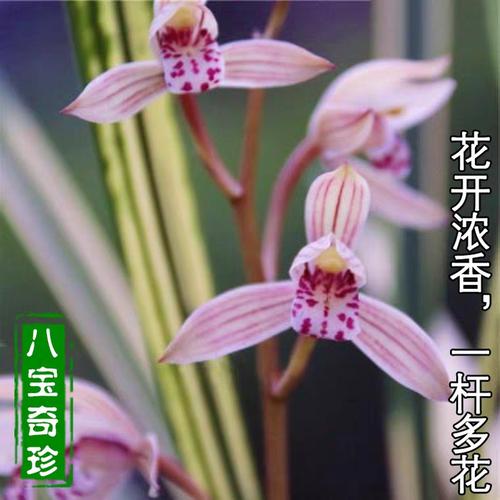 兰花高级花卉香型艺浓艺虎中透山水画花苗宝奇花卉
