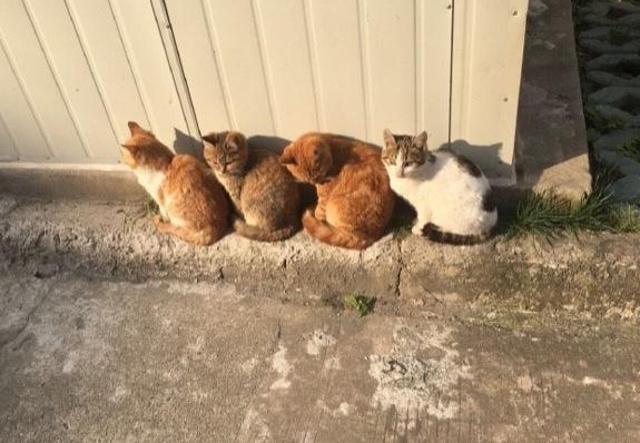 女生宿舍楼下的三只猫咪排队晒太阳,第四只猫咪的反应