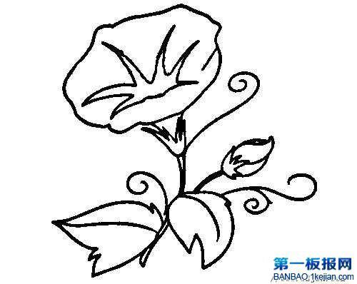 简笔画牵牛花