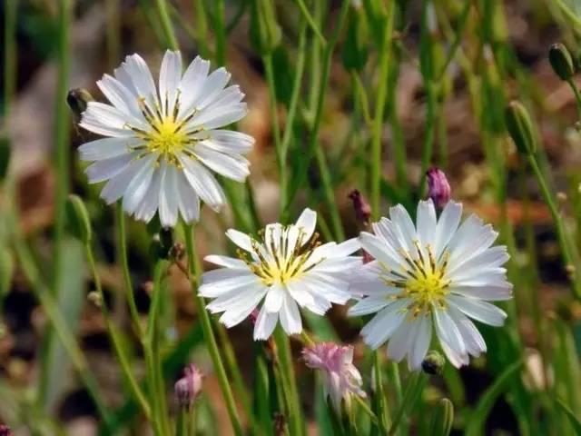 学名:ixeris sonchifolia hance 别名:多头莴苣 ,多头苦荬菜 花语